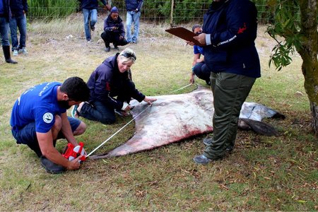 Die yslike 220kg Sickle Fin Devil Ray (Mobulid tarpanaca), ‘n volgroeide manlike spesie wat te Blousloep, Franskraal uitgespoel het, met ‘n vlerkspan van 3 meter. Daar is vasgestel dat dit die verste suid in Afrika nóg is wat hierdie skouspelagtige spesie se teenwoordigheid opgeteken is. Verbasend genoeg was daar nog 2 lewendige suigvisse vas aan hom wat  in die see vrygelaat is. Middel: Alison Towner